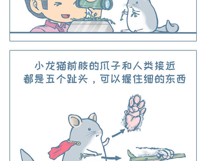 我家有只小龙猫 第6个小故事集合 第2页