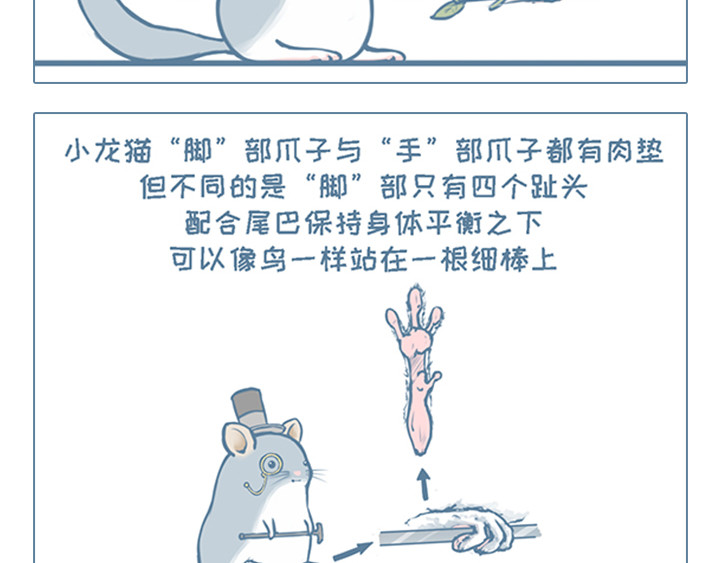 我家有只小龙猫 第6个小故事集合 第3页